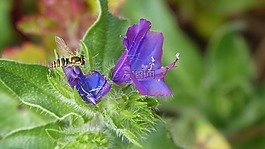 hoverfly,花,紫