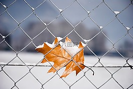 性质,叶,雪