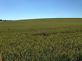 小麥,法國,之旅
