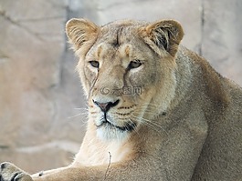 母獅,動物園,動物