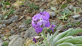 馬德拉,花,紫