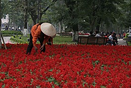 越南,花坛,亚洲帽子