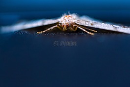 昆蟲,蝴蝶,藍色
