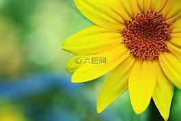 向日葵,秋季,鮮花