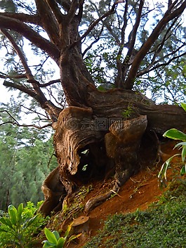 樹(shù),自然,這棵老樹(shù)