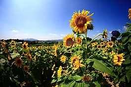 向日葵,秋季,鮮花