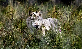 狼,野生動物,自然