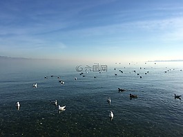 湖,日落,鴨