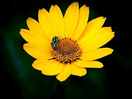 花,授粉,昆蟲