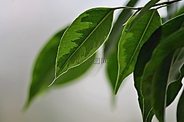 哭泣圖,葉子,結(jié)構(gòu)