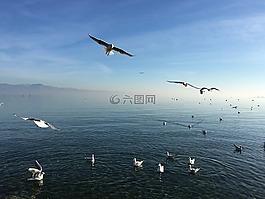 湖,性質(zhì),鴨