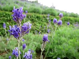 熏衣草,植物,山坡