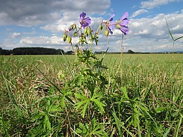 老鹳草尾,草甸 cranesbill,植物区系