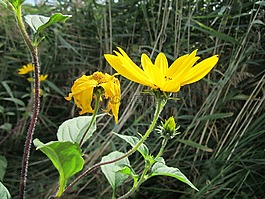 heliantheae,asteroideae,向日葵