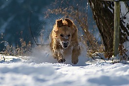 狗,冬天,雪