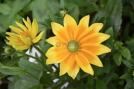 鮮花,黃色,橙