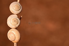 蝸牛殼,白,性質(zhì)
