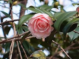 群山市,茶花花,折叠茶花