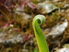 蕨葉,蕨類植物,葉