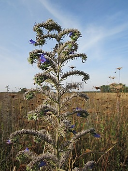 echium 花,blueweed,毒蛇苣