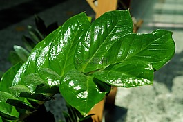葉子,廠,植物學(xué)