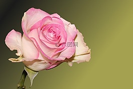 花,開花,玫瑰