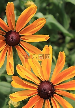 鮮花,黃色,橙色