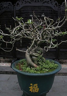 盆景,越南圣經(jīng),廟