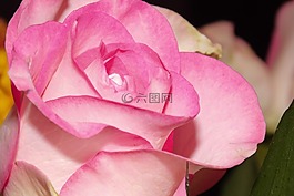 花,開花,玫瑰