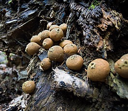 蘑菇,馬勃-de-loup,森林