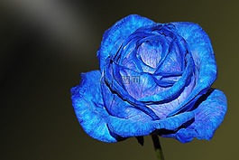 花,開花,藍色