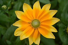 花,花束,黃色
