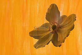 年份,花,開花