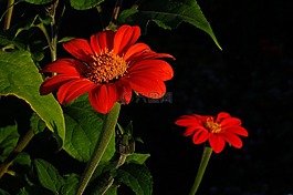 花,秋花開花,紅色