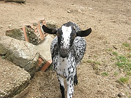 山羊,動(dòng)物,農(nóng)場(chǎng)