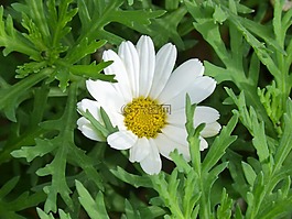 雛菊,詳細,花