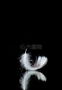 最小,羽毛,白