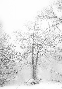 冬天,雪,樹