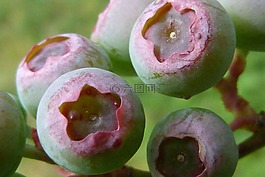 藍莓,春,花園