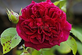 花,性質(zhì),粉紅色