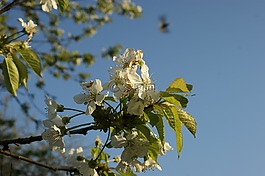 櫻花,春,樹