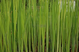 草,綠色,背景