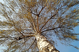 樺木,樹(shù),冠