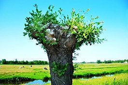 柳,波拉德柳,樹