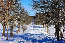 雪,冬天,樹