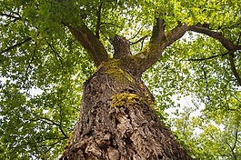 樹(shù),樹(shù)干,自然