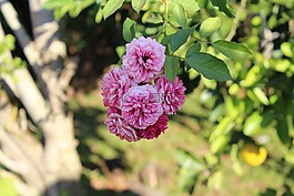 花卉,植物,性質(zhì)
