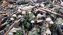 蘑菇,秋季,稻草