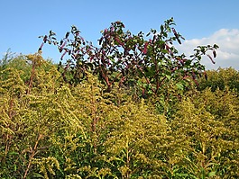 陆,美洲商陆,加拿大一枝黄花