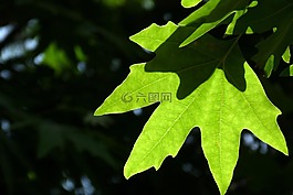 葉,深度的字段,光
